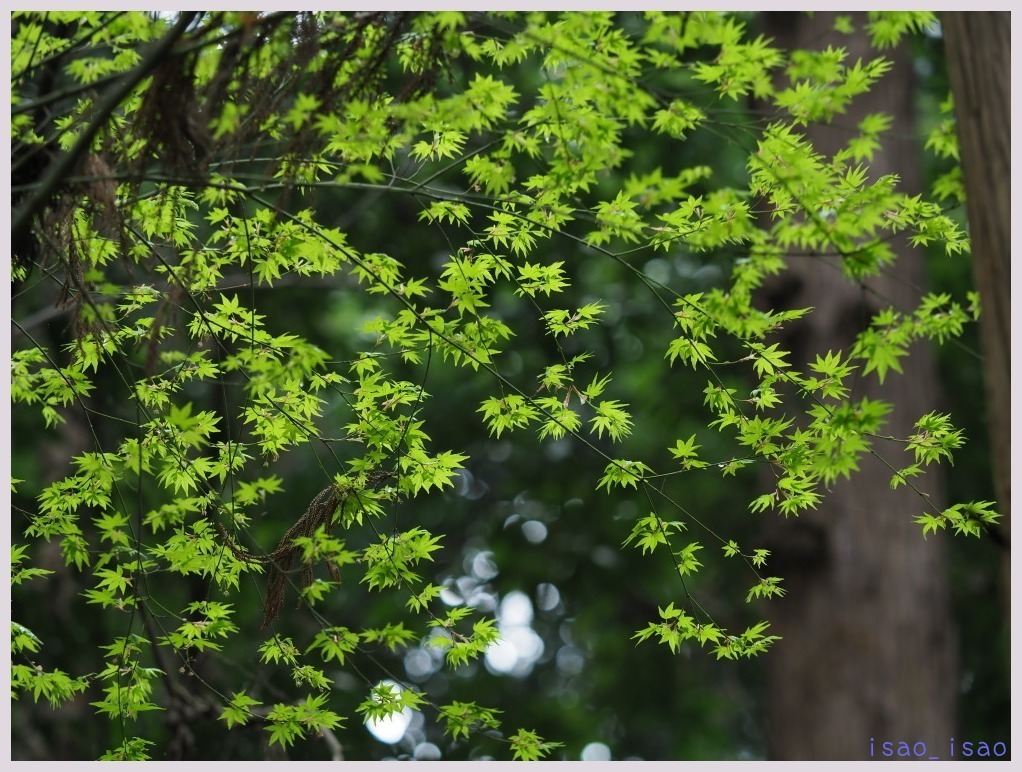 平林寺・春-2　　　037）_c0068050_22362927.jpg