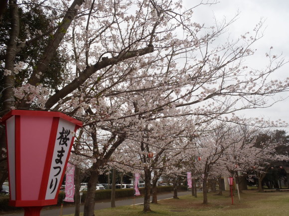 □4月11日(火)かみす桜まつり会場開花状況□_f0229750_09261534.jpg