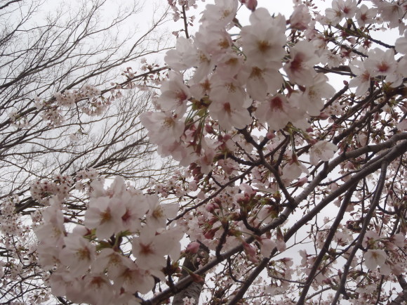 □4月11日(火)かみす桜まつり会場開花状況□_f0229750_09265574.jpg