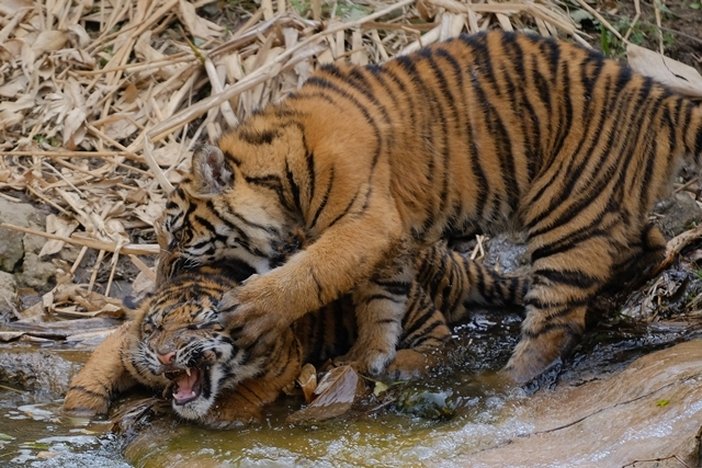 水辺での争い_d0356852_15043907.jpg