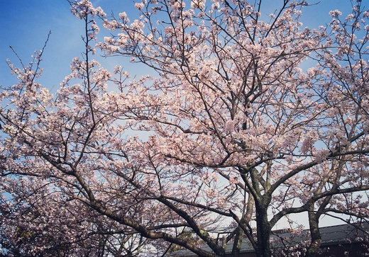 桜の綺麗な時期になりました(*´ω`*)_b0165454_8504587.jpg