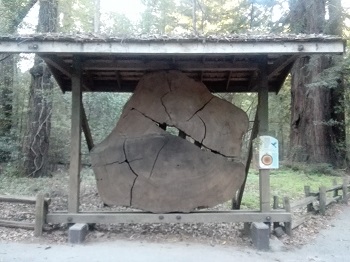 ヘンリーカウェルレッドウッズ州立公園_a0061057_15565478.jpg