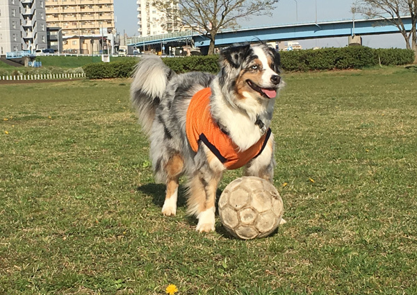 ダイエット成功♪〜_c0110361_16502986.jpg