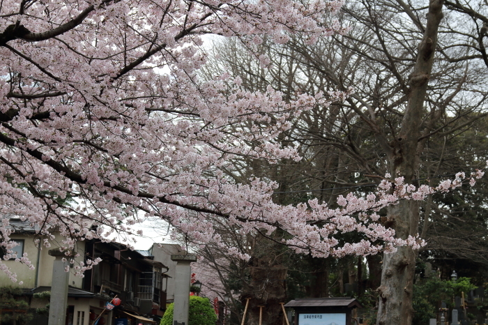 ご近所お寺さんの桜満開♪　3_d0152261_23321646.jpg