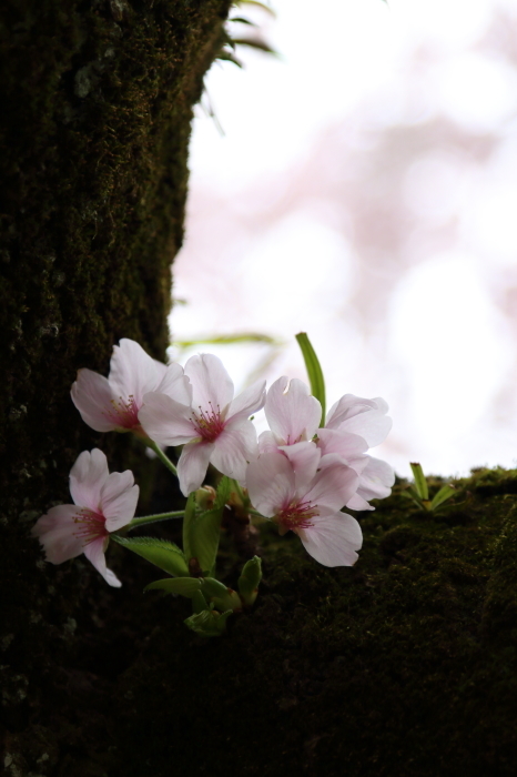 ご近所お寺さんの桜満開♪　3_d0152261_23373219.jpg