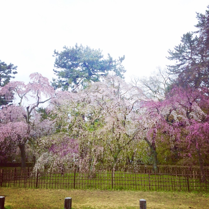 桜便り2日目_c0195362_18071525.jpg