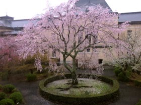 京都府庁旧本館の桜_b0160363_00083409.jpg