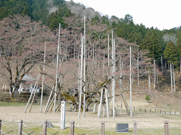 残念！日本五大桜の淡墨桜は開花前だった4・5_c0014967_11225550.jpg