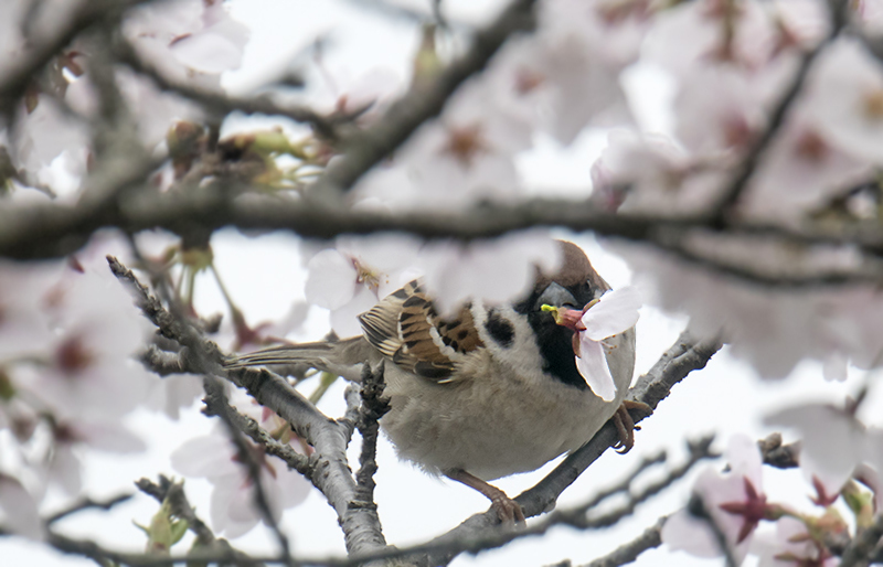 桜スズメ_e0289167_12192224.jpg