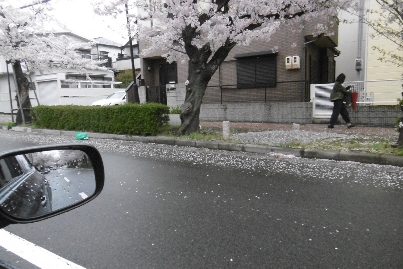 今年のサクラは、、、。_f0205367_17261729.jpg
