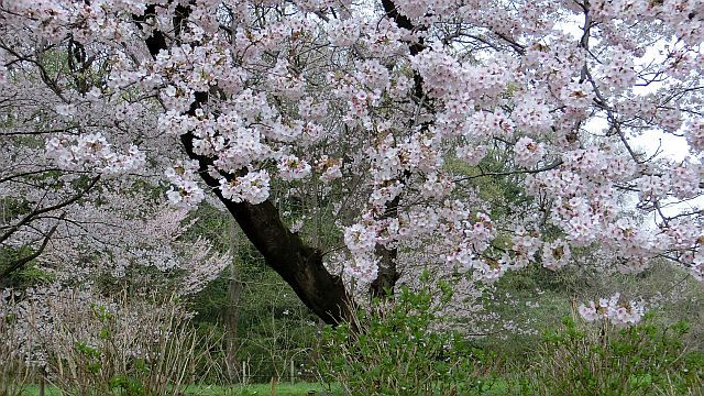 コブシ前線は碓氷峠を越えたかな？_a0155370_22221377.jpg