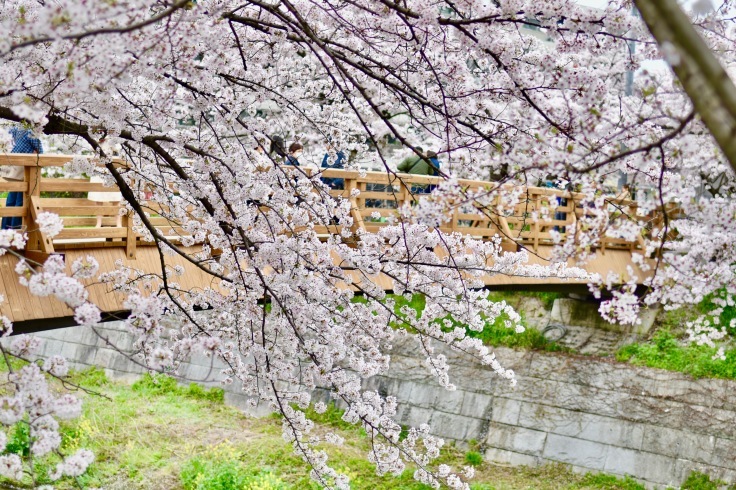 花散らしの雨・・・名古屋から＊_b0348670_15581859.jpg