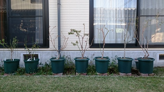 鉢植えブルーベリーの植え替え in 広島_d0358272_23423163.jpg