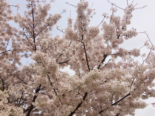 翌日の桜_b0170373_20401887.jpg