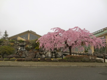粕川温泉元気ランドの桜 じてんしゃでグルメ 2 粕川温泉元気ランドの桜 じてんしゃでグルメ 2
