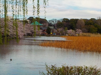 桜　上野公園②_e0126875_002794.jpg