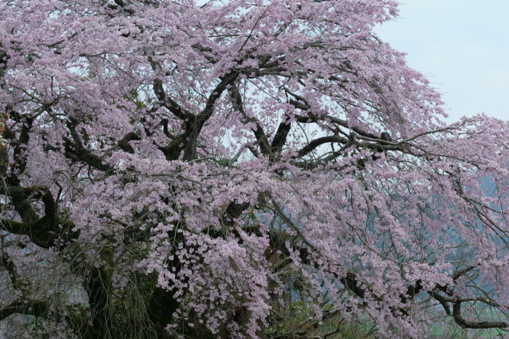 桜～２０１７～①_e0152576_21352671.jpg