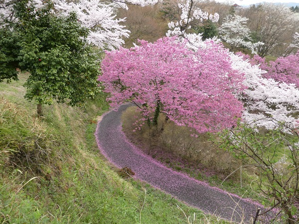 　　　　　　島根県木次の桜_e0365880_21303444.jpg