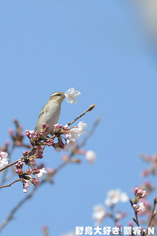 ニュウナイスズメ雌_f0059882_650054.jpg