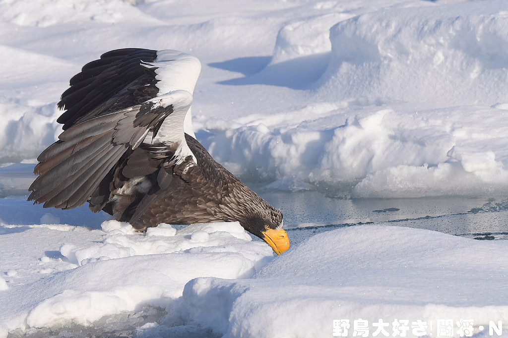 獲物は何処だ!_f0059882_9451131.jpg