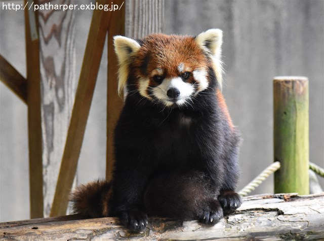 ２０１７年４月　とくしま動物園　その３_a0052986_2318117.jpg