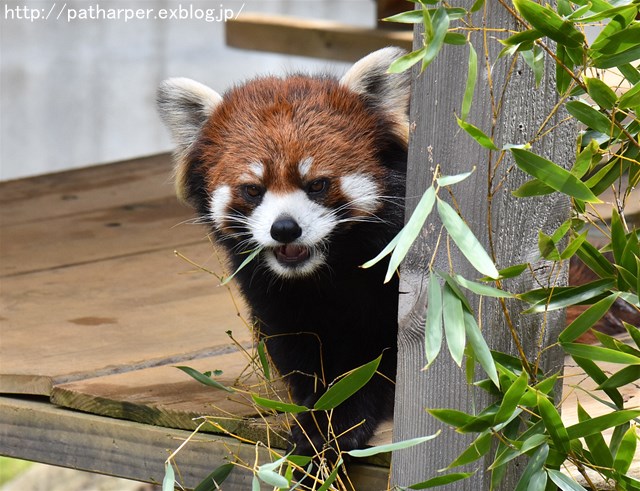 ２０１７年４月　とくしま動物園　その３_a0052986_2326054.jpg