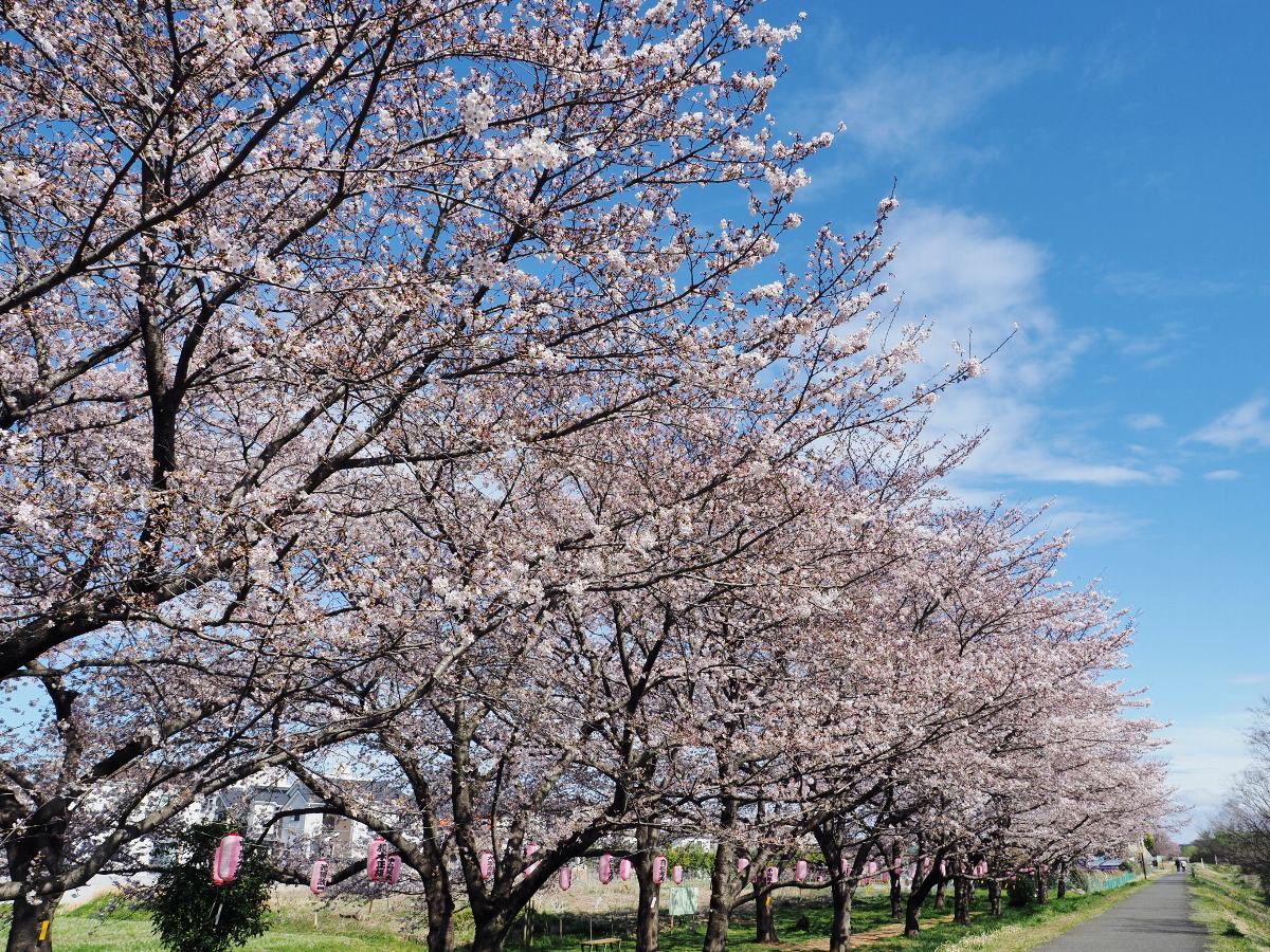 近所の桜　見頃始まりに　１_f0364086_20181561.jpg