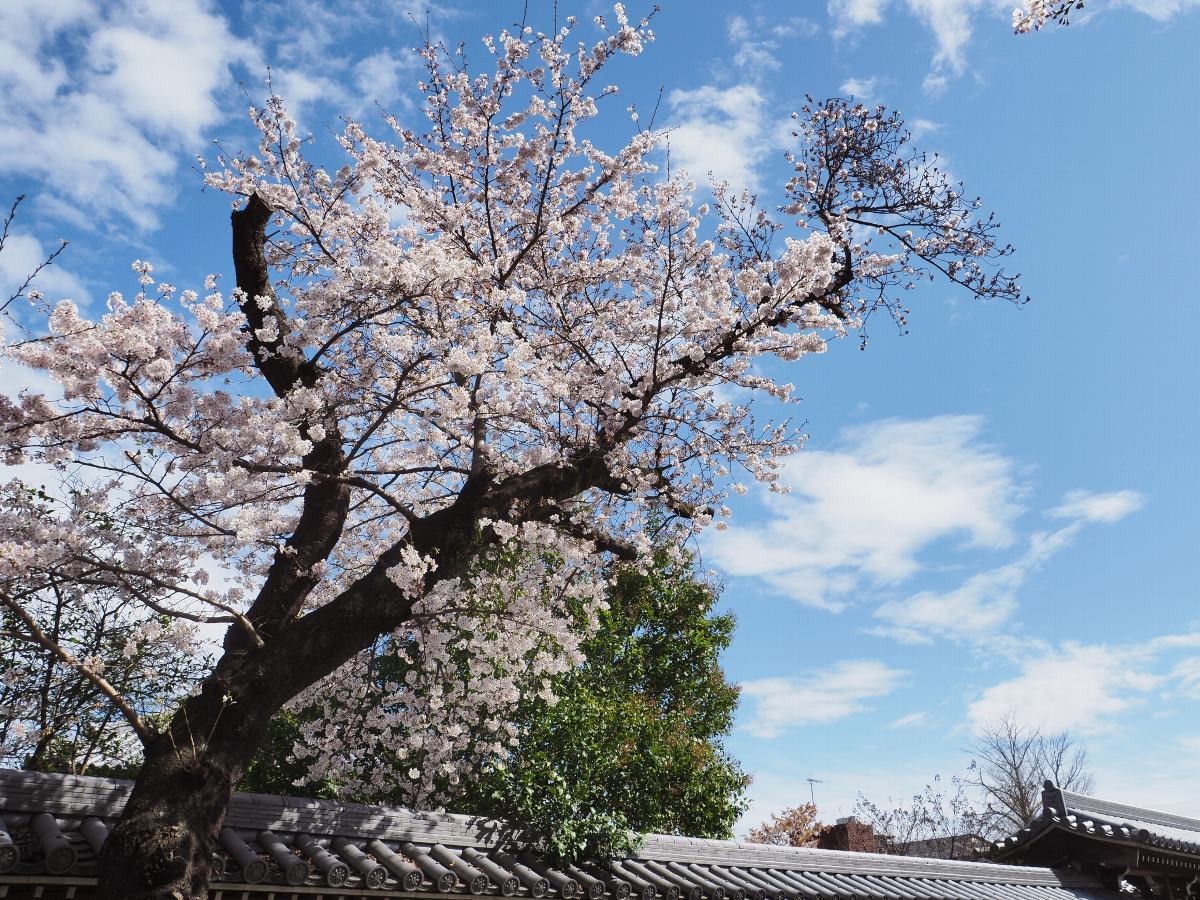 近所の桜　見頃始まりに　１_f0364086_20181719.jpg