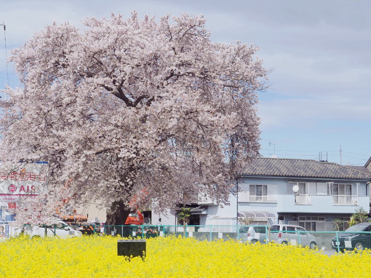 近所の桜　見頃始まりに　１_f0364086_20181888.jpg