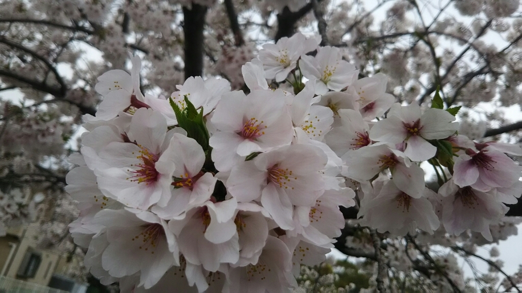 花散らしの雨_b0022588_10184465.jpg