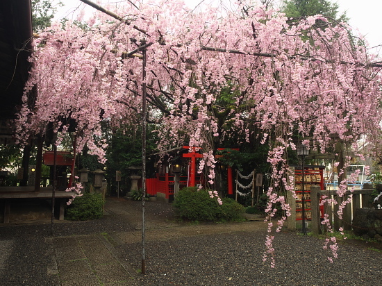 桜めぐり2017～寺之内界隈～_d0026589_00150922.jpg