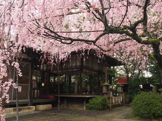 桜めぐり2017～寺之内界隈～_d0026589_00150957.jpg