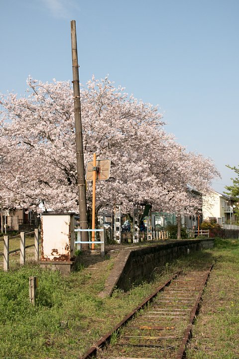 春爛漫の廃駅_d0353489_20332150.jpg