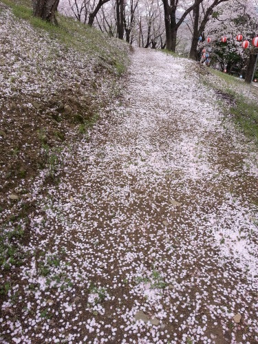 桜、さくら・・・_c0349890_09595052.jpg