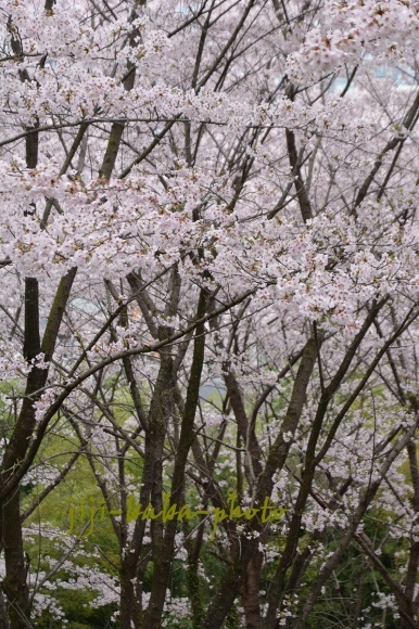 三輪神社の桜_d0239891_06532913.jpg