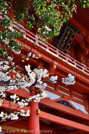 京を歩く～桜色の京都「今宮神社」あぶり餅 _b0155692_2347146.jpg