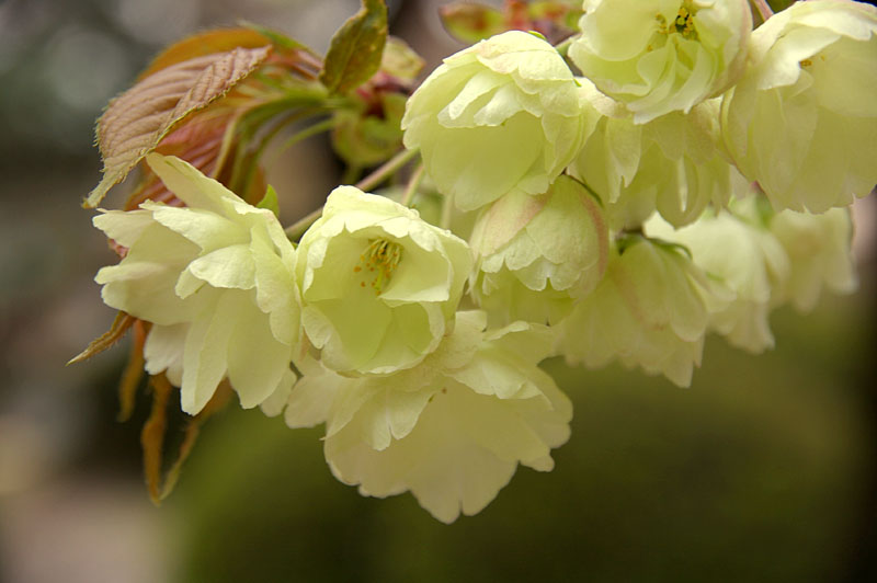 ーー思い出の 大阪造幣局 の 桜の通り抜け が 始まった ーー マダムジュリアンの独り言 ーー思い出の 大阪造幣局 の 桜の通り抜け が 始まった ーー マダムジュリアンの独り言
