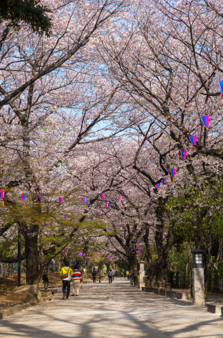 桜もいろいろ_d0268697_14481247.jpg