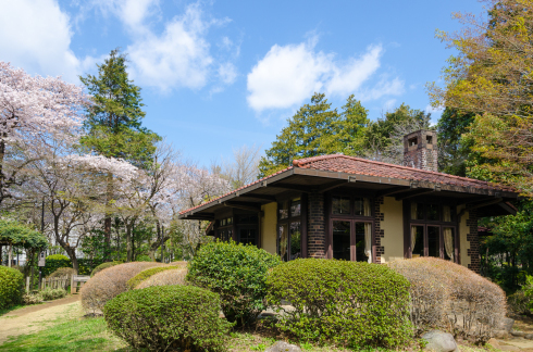 桜もいろいろ_d0268697_14492028.jpg