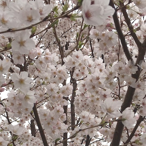 d0343297_15122841.jpeg