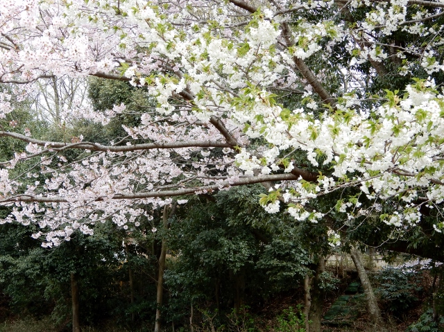 e0025300_1542370.jpg