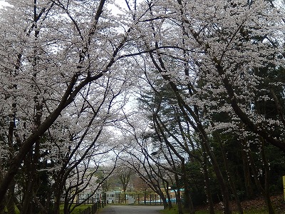 太閤山ランドの桜ＮＯ１_a0079401_2112040.jpg