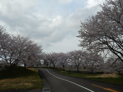 太閤山ランドの桜ＮＯ１_a0079401_2121946.jpg