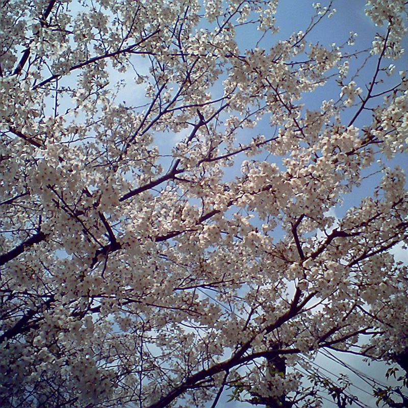 c0072801_555273.jpg