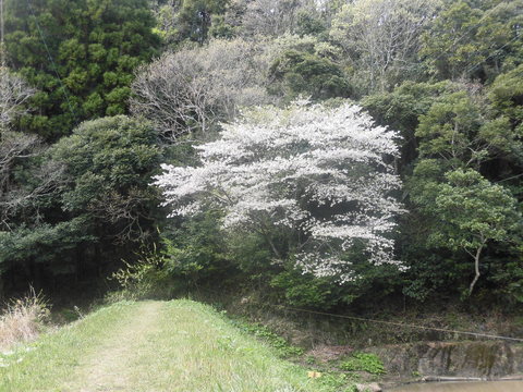 4月12日（水）晴れ_f0192504_18562543.jpg