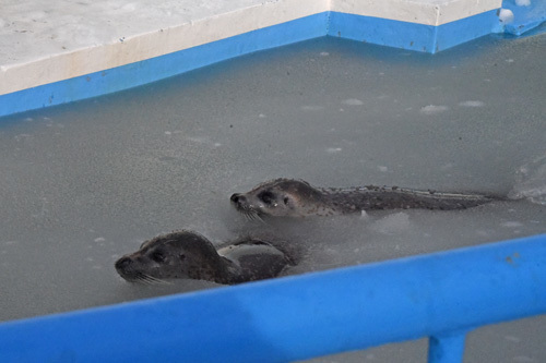 はじっこと真ん中と 北海道真冬の鉄道旅 その７ ノシャップ寒流水族館_a0101905_13131582.jpg