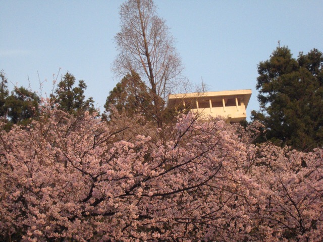 谷上山公園の桜を見に_c0187105_10232813.jpg