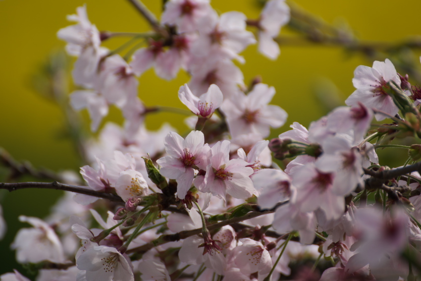 権現堂の桜と菜の花2_a0263109_16163121.jpg