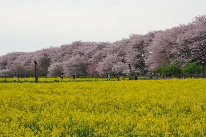 権現堂の桜と菜の花2_a0263109_16191684.jpg