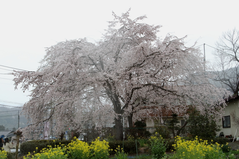 雨の朝の花々_b0190710_22570875.jpg